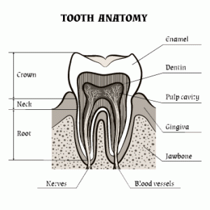 Root Canal Therapy - Warren, Michigan